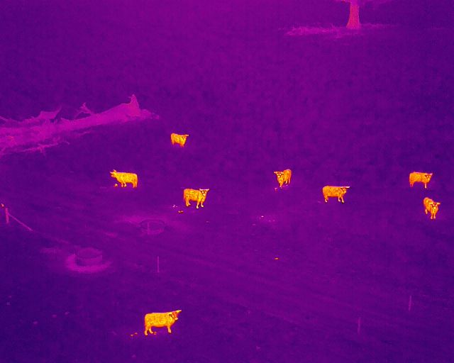 Cattle Thermal Imaging